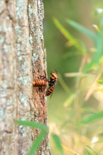 istock Japanese giant hornet 695108190
