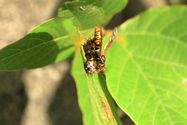 istock Japanese giant hornet 695108218