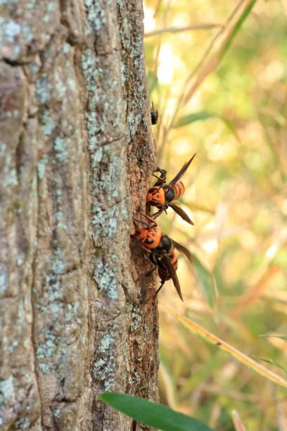istock Japanese giant hornet 695108294
