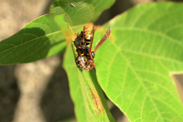 istock Japanese giant hornet 695108360