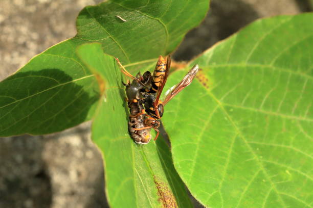 istock Japanese giant hornet 695108446