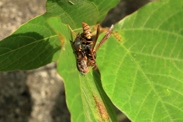 istock Japanese giant hornet 695110536