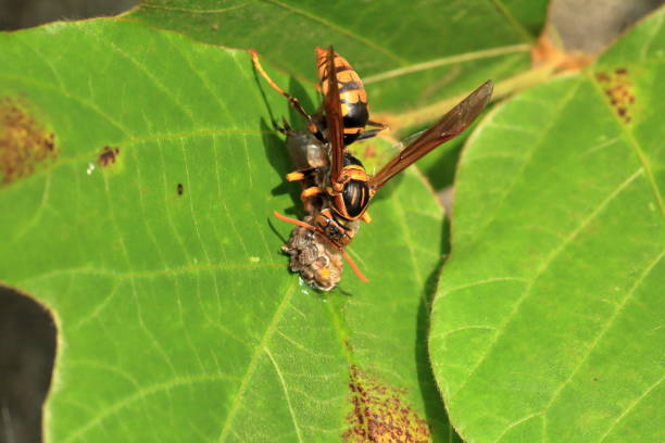 Japanese giant hornet