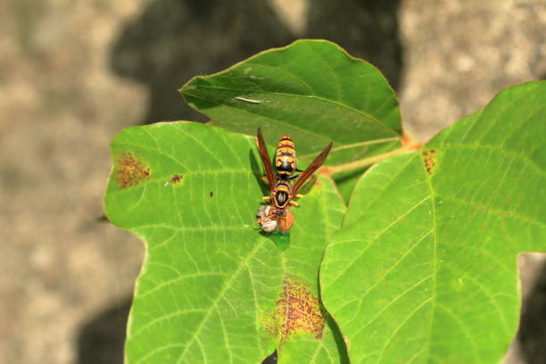 istock Japanese giant hornet 695110698