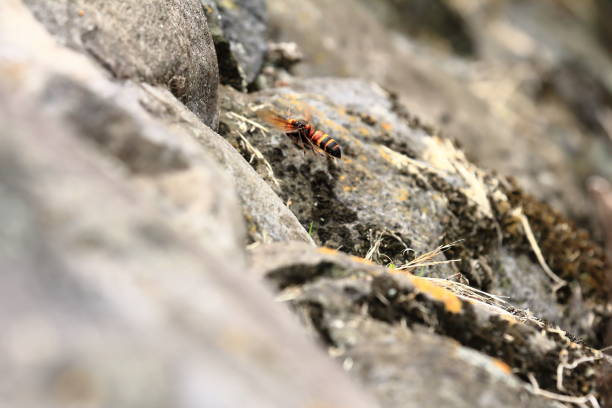 istock Japanese giant hornet 695110722