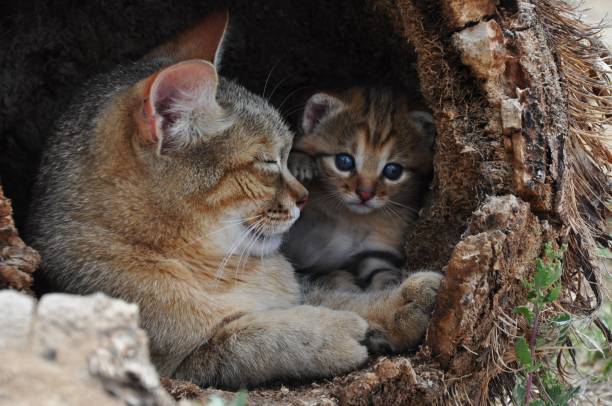 istock African wild cat mother with kitten 695117204