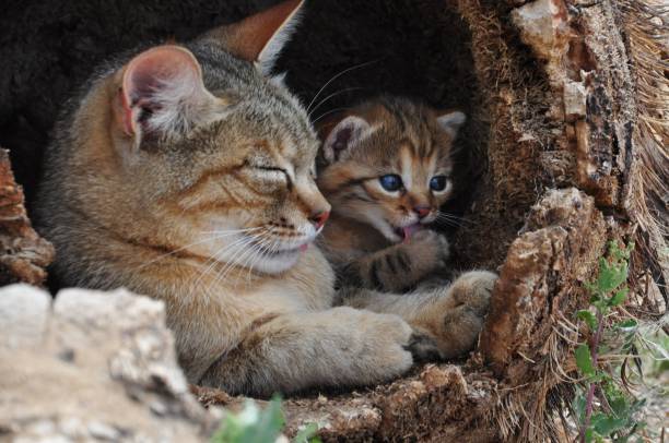 istock African wild cat mother with kitten 695117266