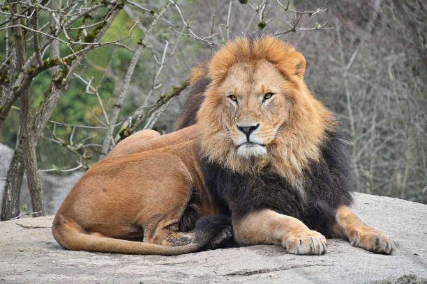 istock Close up portrait of lion looking at camera 695120838