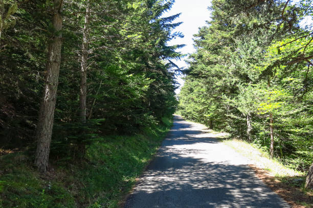 istock Road of Forest in Aran valley, Spain 695124396