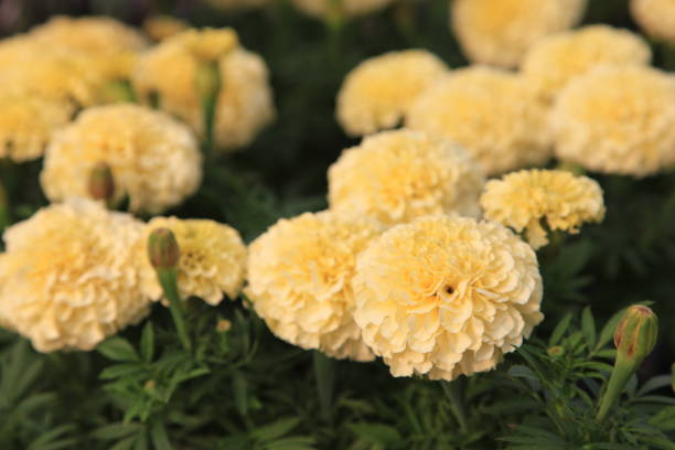kuvapankkikuvat ja rojaltivapaat kuvat aiheesta vanilja marigold - yellow vanilla flower with green leaves