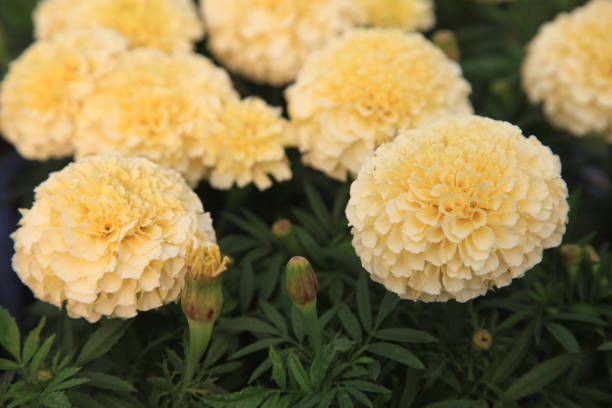 kuvapankkikuvat ja rojaltivapaat kuvat aiheesta vanilja marigold - yellow vanilla flower with green leaves