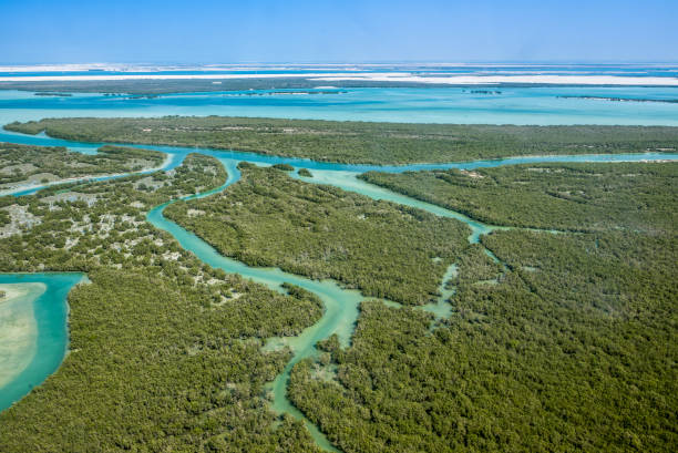 mangrove tree - mangrove stock-fotos und bilder