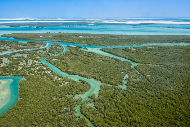 kuvapankkikuvat ja rojaltivapaat kuvat aiheesta mangrove puu - mangrove tree