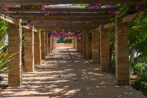 istock pink bougainvillea on wooden balustrade with columns 695134428