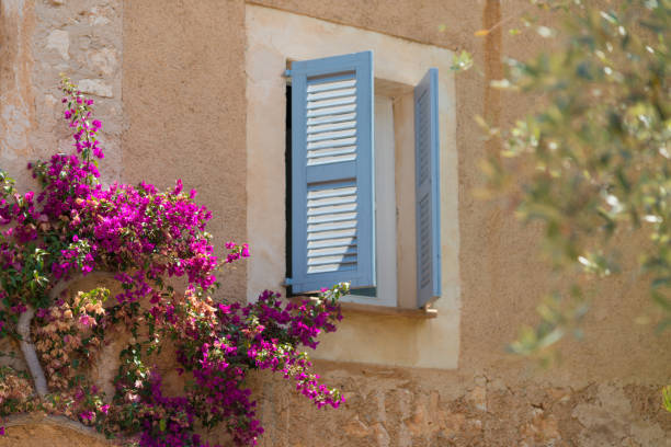 istock pink bougainvillea on wall with window 695134516