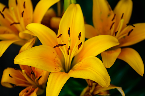 a close up of a Tiny Bee yellow lily