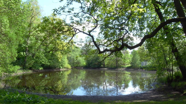 istock Rest in the park. Summer day. Trees above the pond. 695134768