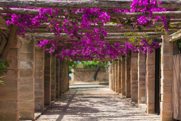 istock pink bougainvillea on wooden balustrade with columns 695134796
