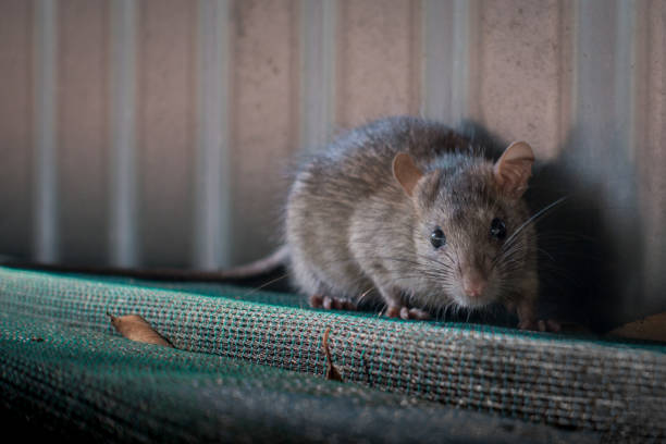 Rat A rat surprised to see a human so close. rodent stock pictures, royalty-free photos & images