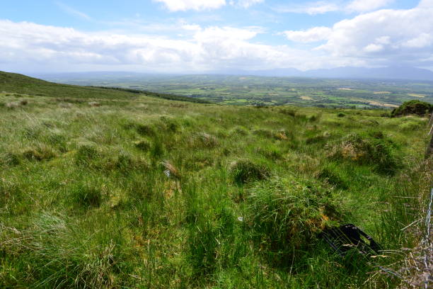 Long  grass on a mountain in Ireland