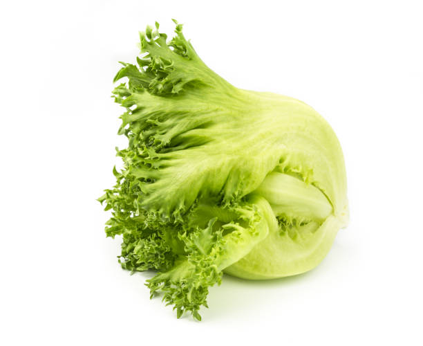 istock Green oak lettuce organic vegetable. 695137612