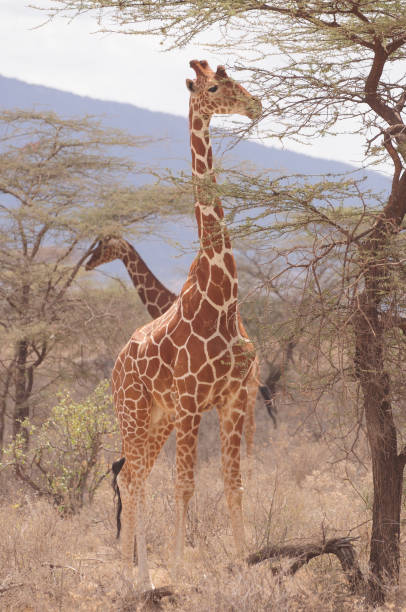 istock Reticulated giraffe eating from tree in dry area 695137696