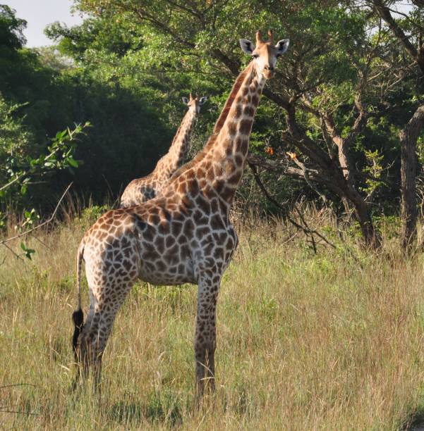 istock Two southern giraffes paying attention 695137814