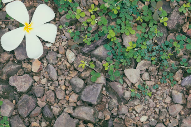 Frangipani flower on the ground with green plant. Abstract nature background in vintage color.