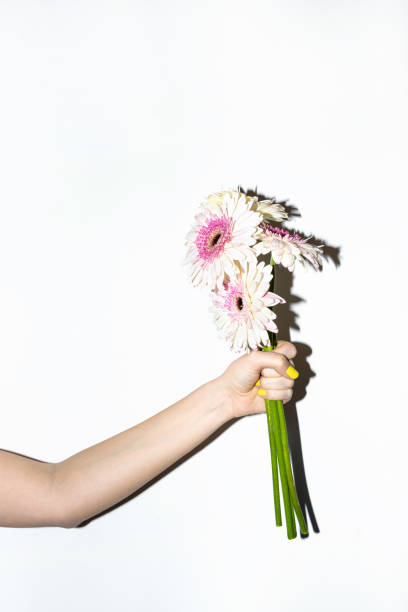 istock Gerbera bouquet in hands on white background 695140694