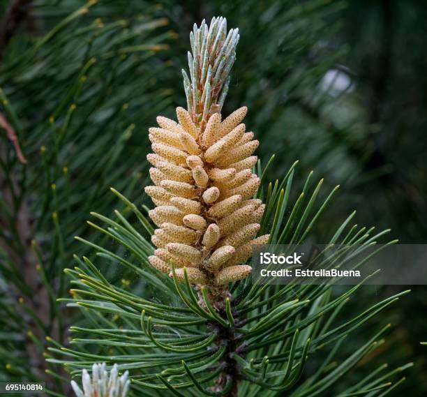 Bunga Pinus Pinus Bunga Mirip Dengan Nanas Scotch Pine Mekar Bunga Jantan Foto Stok ...