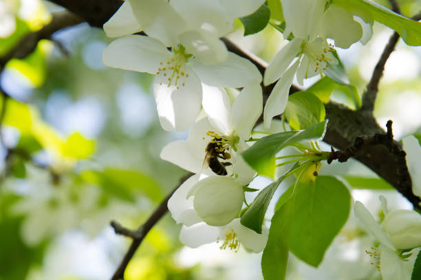 istock Bee on a flower of the white apple flowers 695140964