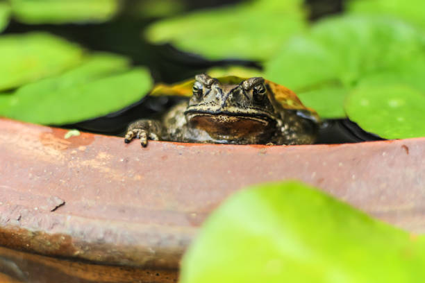 Frog in water