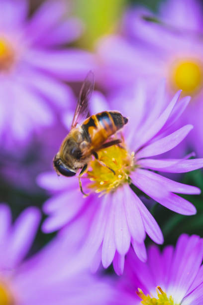 istock Bee On A Purple Aster Bloom In The Garden 695147968
