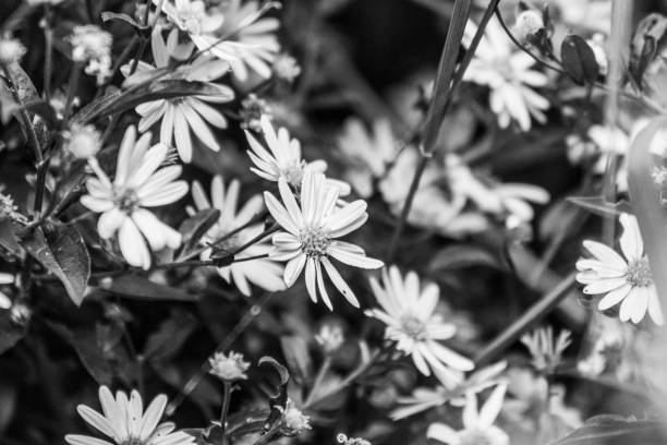 istock Pretty Aster Blooms In The Garden 695148388