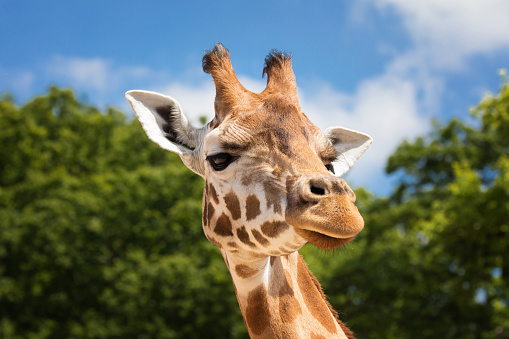 Front on view of a giraffe against green foliage and blue sky background.