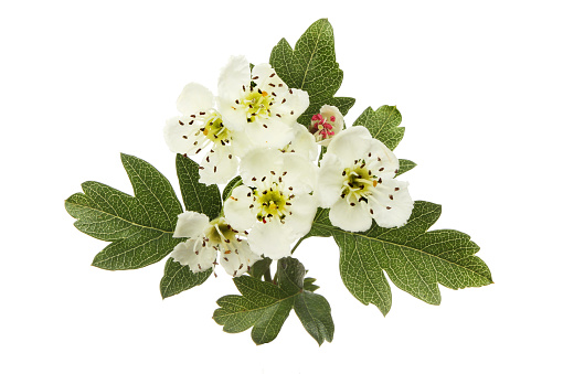 Hawthorn flowers and leaves isolated against white