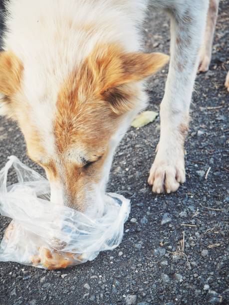 istock Dog eating food 695155058