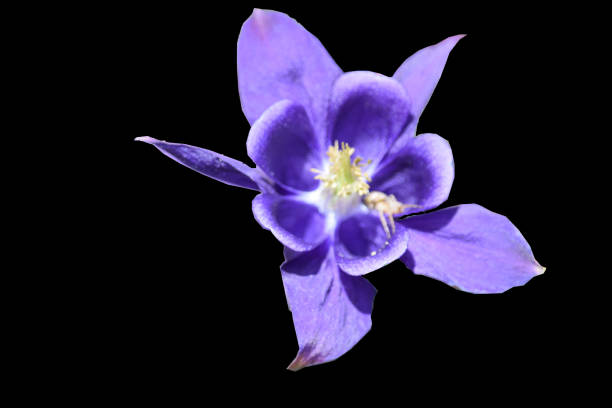 istock Aquilegia, purple, isolated on black 695158184