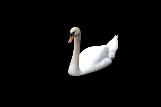istock White mute swan isolated on black 695158288