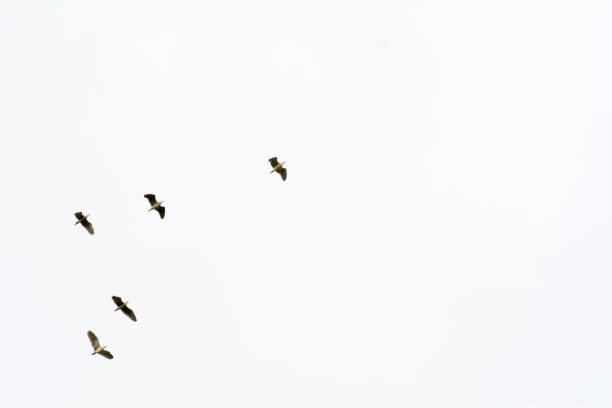 istock Birds fly in the sky at a distance. 695161742