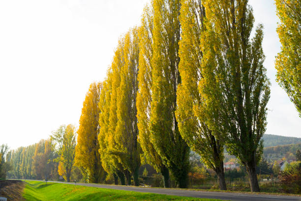 Roadside autumn trees roadside lombardy poplars with yellow leaves at autumn tree lined driveway stock pictures, royalty-free photos & images