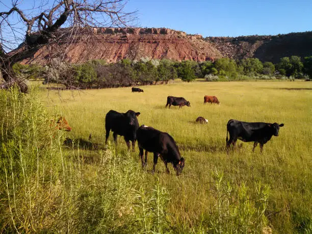 Photo of Cattle in green pastures below Rockville Mesa near Zion National Park Utah