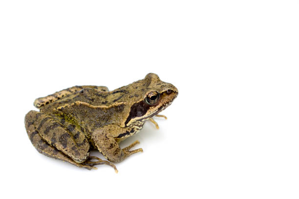 istock Common English Wild Frog on White Background 695168466