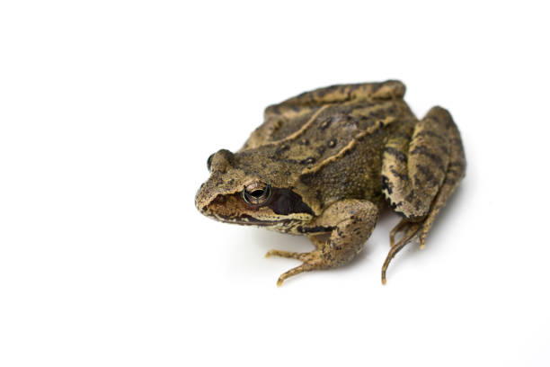 istock Common English Wild Frog on White Background 695170796