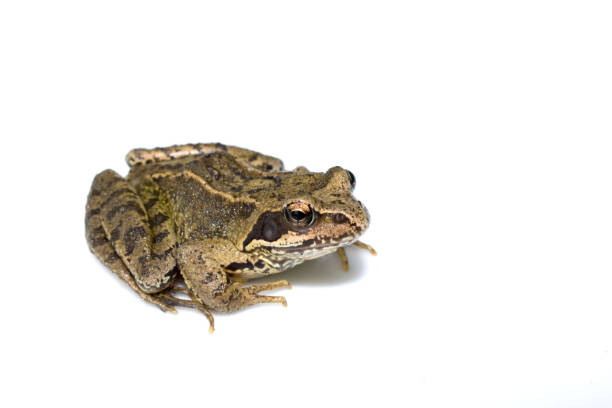 istock Common English Wild Frog on White Background 695171024