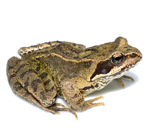 istock Common English Wild Frog on White Background 695171226