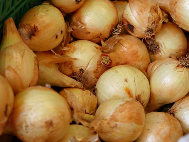 neu geernteten weiße zwiebeln - sweet onion stock-fotos und bilder