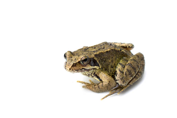 istock Common English Wild Frog on White Background 695171386