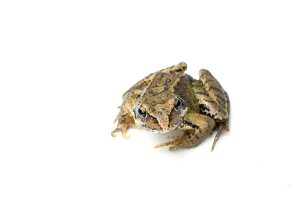 istock Common English Wild Frog on White Background 695171424