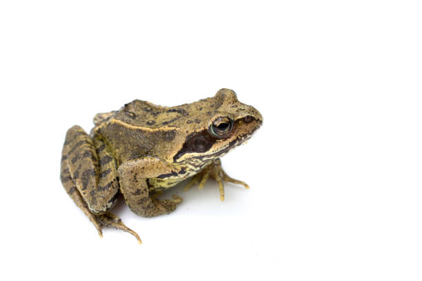 istock Common English Wild Frog on White Background 695171500